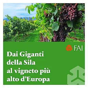 Dai Giganti della Sila al Vigneto più alto d'Europa